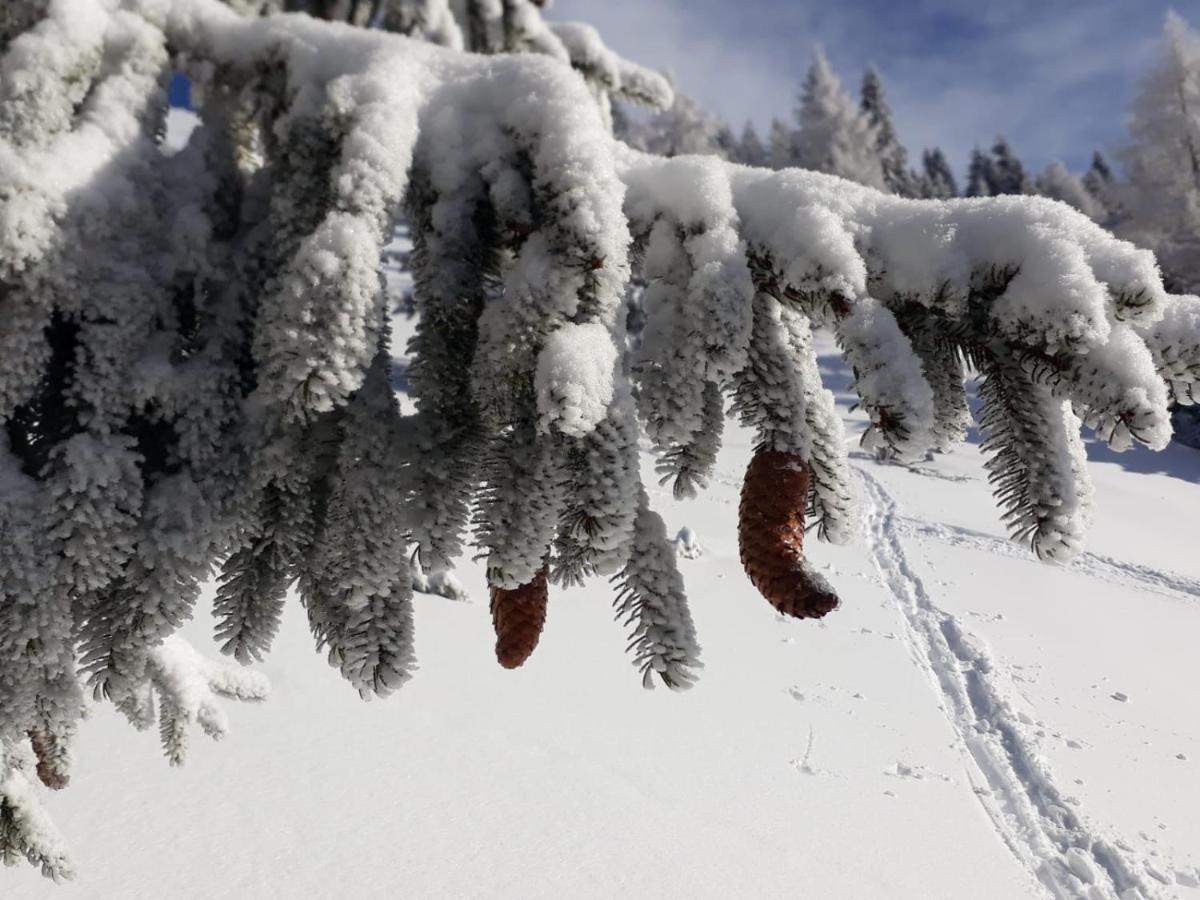 Da C I S A Bed and Breakfast Tambre dʼAlpago Buitenkant foto